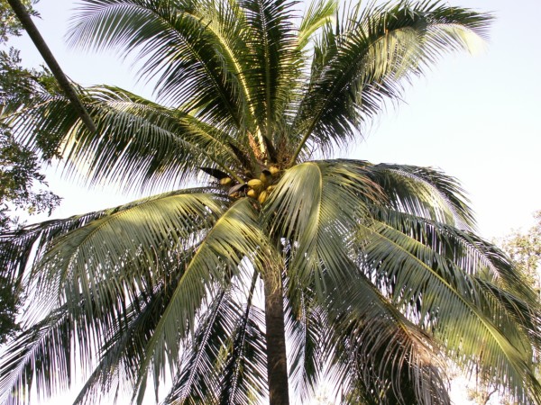 Coconut Palm Coconut Palm