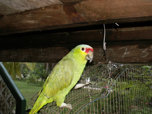 Parrot Parrot